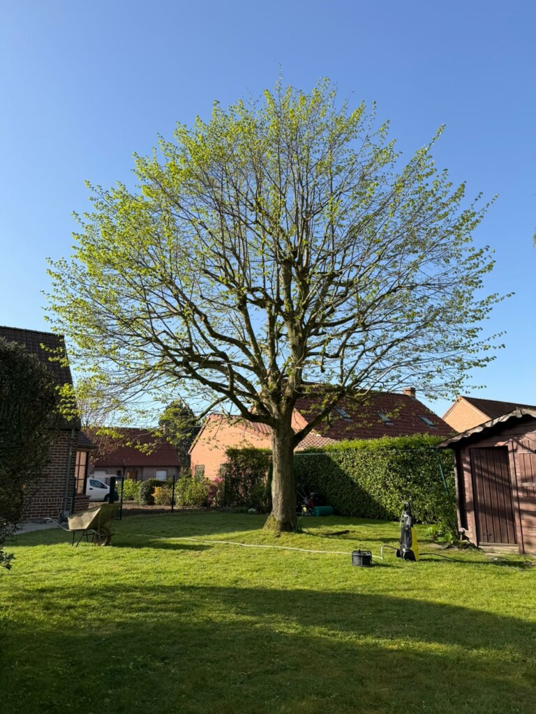 Élagage & entretien des arbres après