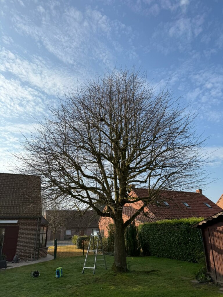 Élagage & entretien des arbres photo